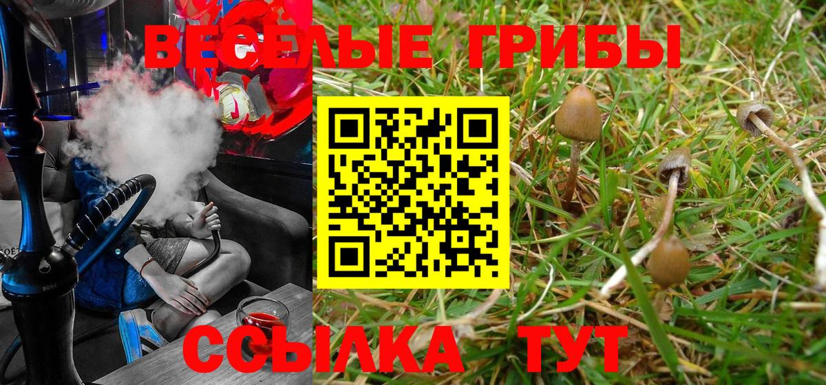 Псилоцибиновые грибы Psilocybe  Вход с VPN  Тверь 